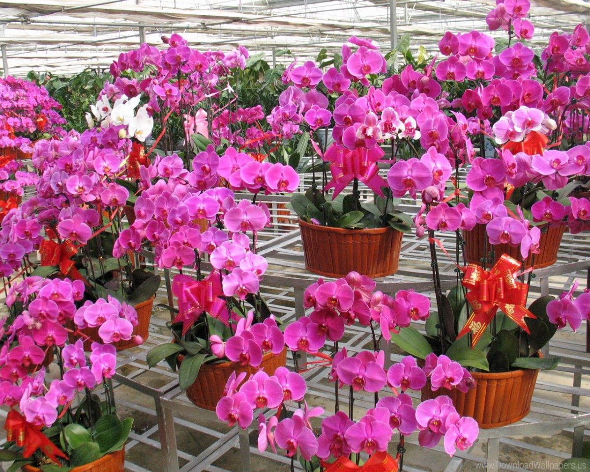 Recipientes y sustratos para orquídeas