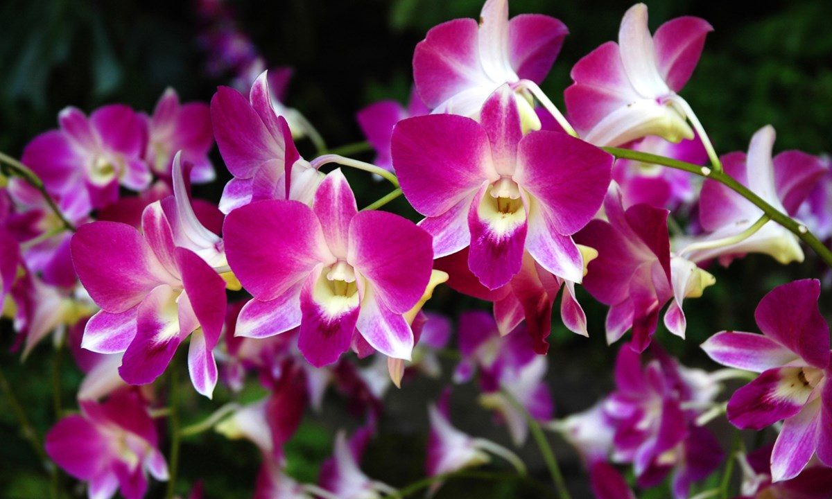 Orquídeas cuidados y cultivo