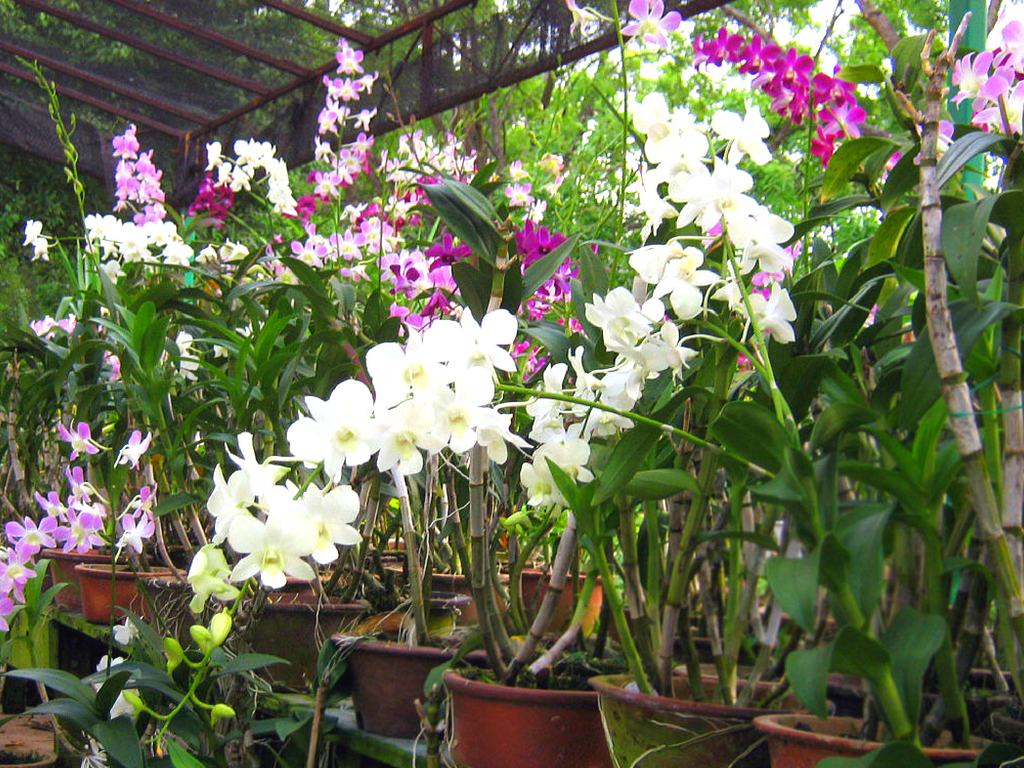 Cómo trasplantar orquídeas