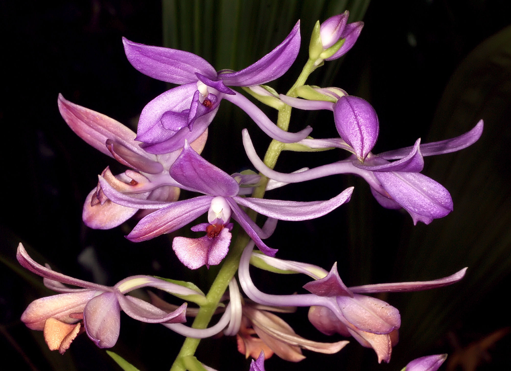 Orquídea Calanthe, cultivo y cuidados de esta hermosa orquídea