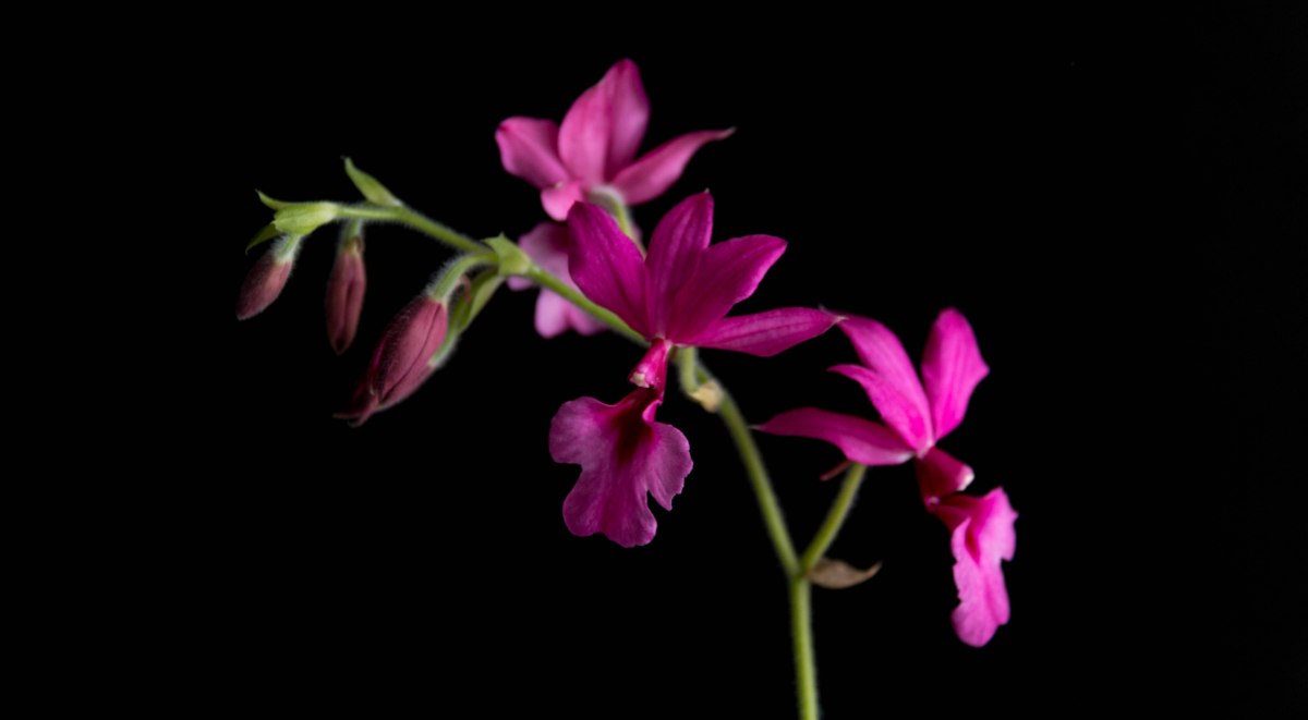 Orquídea Calanthe, cultivo y cuidados de esta hermosa orquídea
