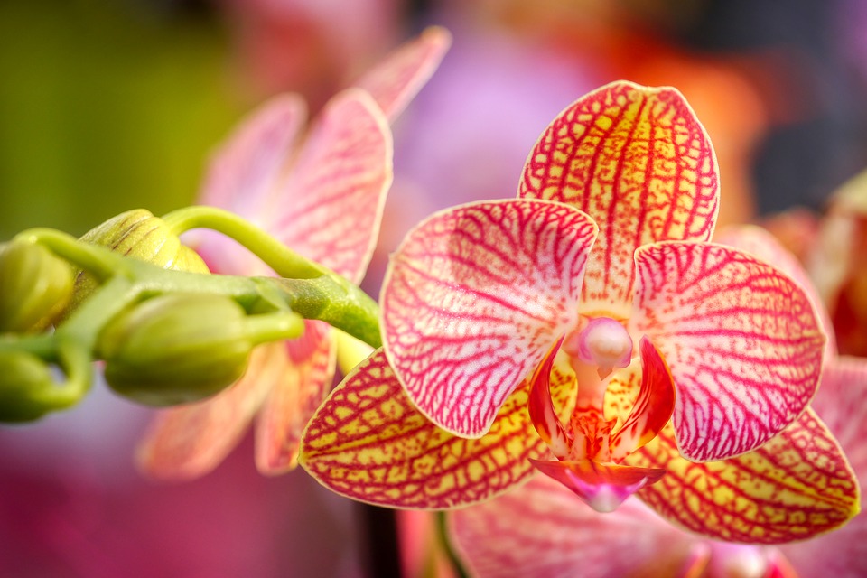 Orquídea de colores