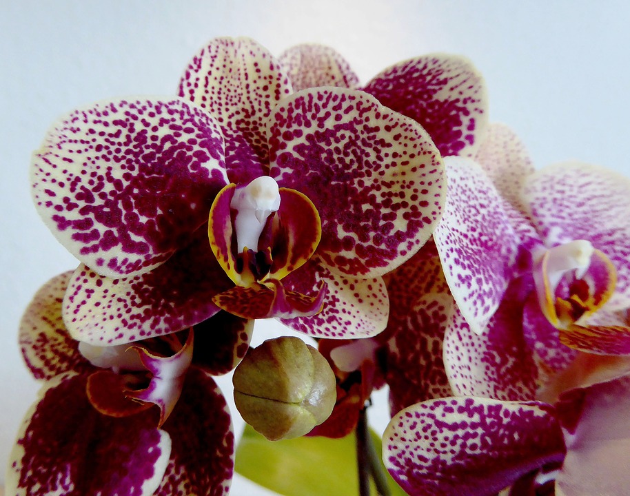 Orquídea flores