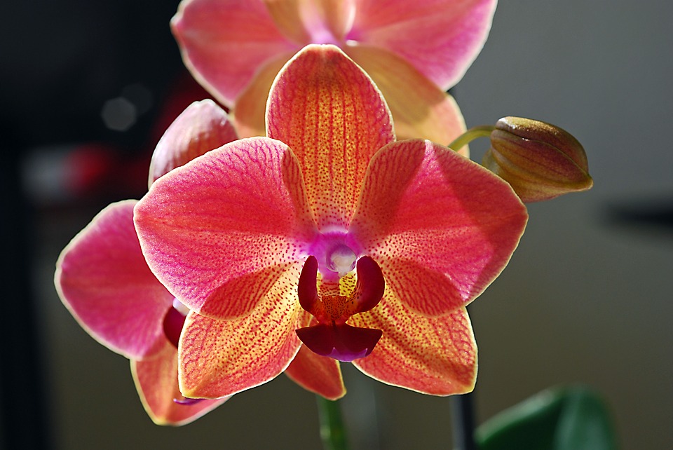 Orquídea roja