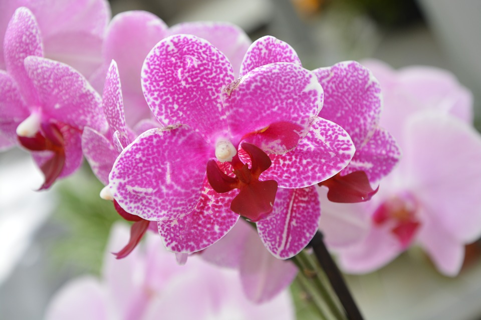 Orquídea fucsia