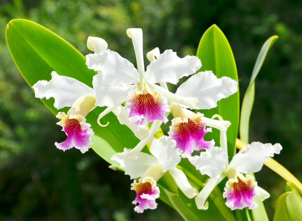 Orquídeas del Perú