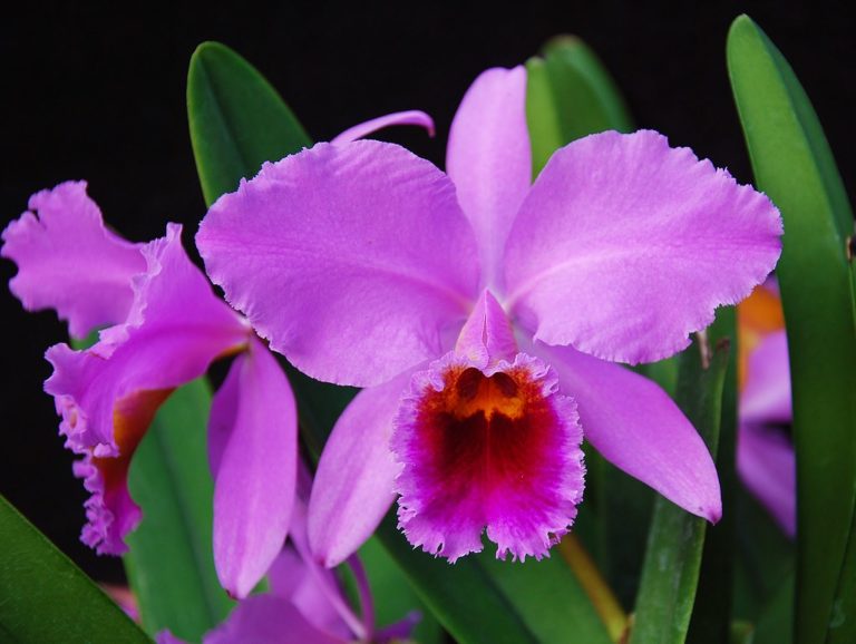 Orquídea Cattleya, cuidado de las orquídeas Cattleya - Orquídeas del ...