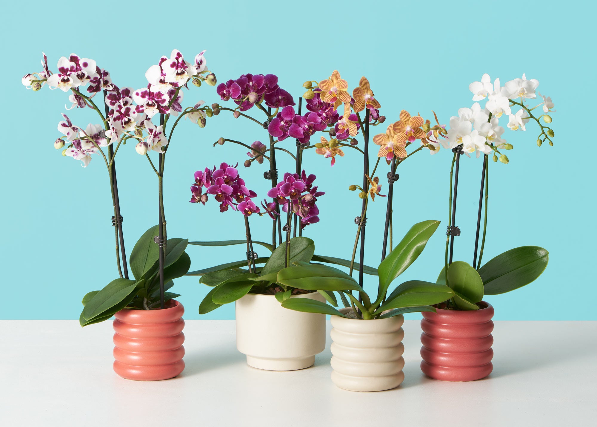 Cómo deben ser las macetas para orquídeas - Orquídeas del Mundo