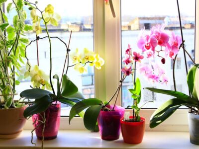 Tipos de macetas para orquídeas
