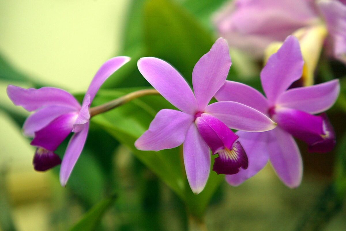 Qué tipos de orquídeas hay en el Perú