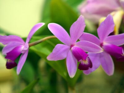 Qué tipos de orquídeas hay en el Perú