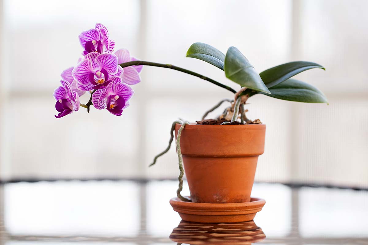Cuál es el mejor lugar para colocar una orquídea en casa