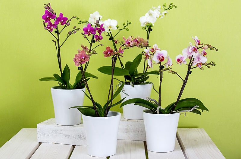Cuántas veces hay que regar las orquídeas