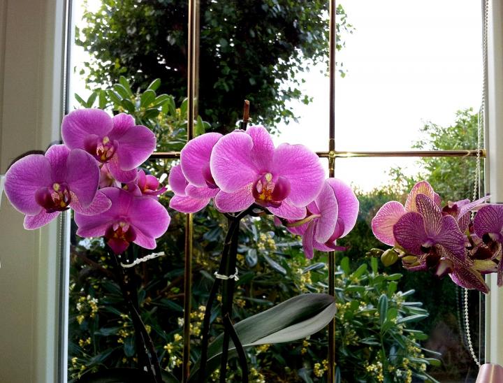 Qué abono es bueno para orquídeas