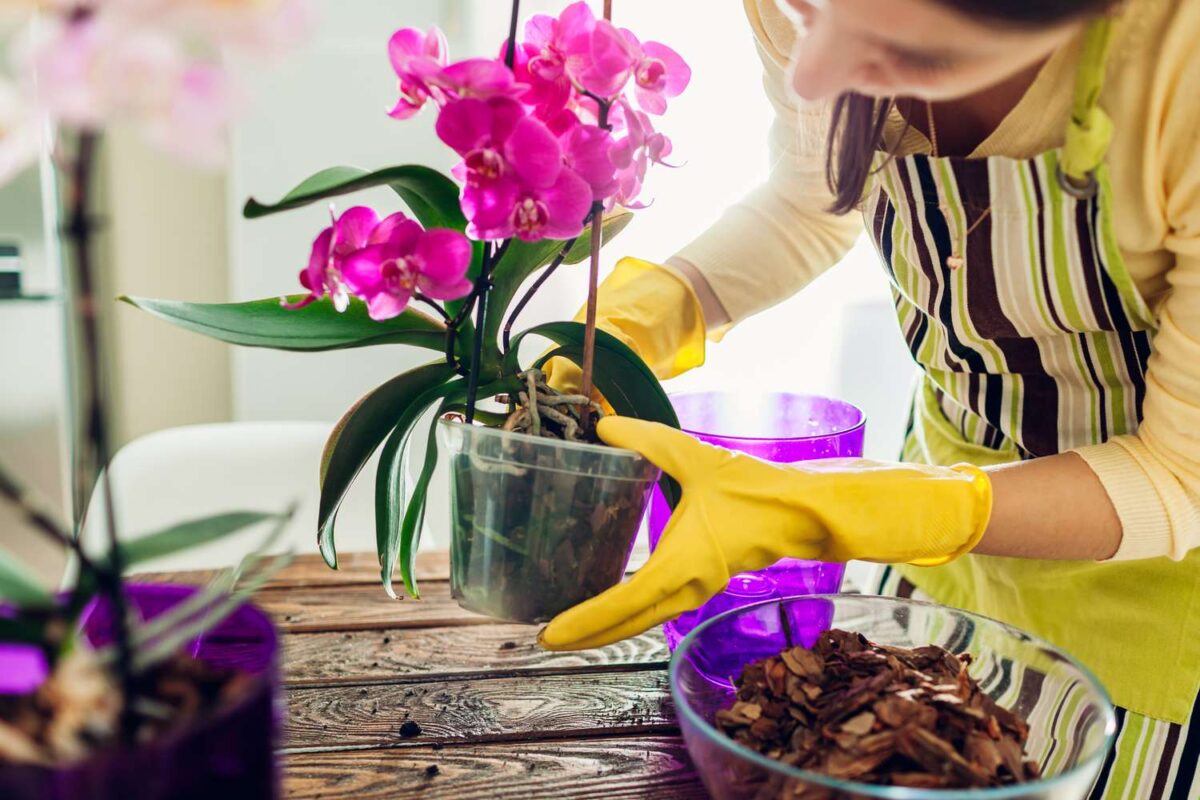 Qué tipo de maceta es la mejor para las orquídeas