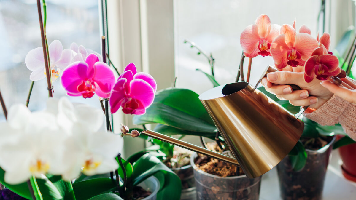 Qué tipo de orquídea es más fácil de cuidar