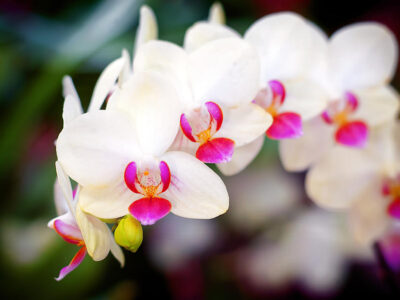Cuáles son las orquídeas más bonitas para regalar