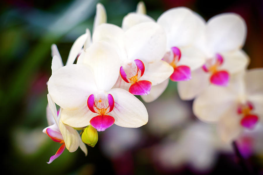 Cuáles son las orquídeas más bonitas para regalar