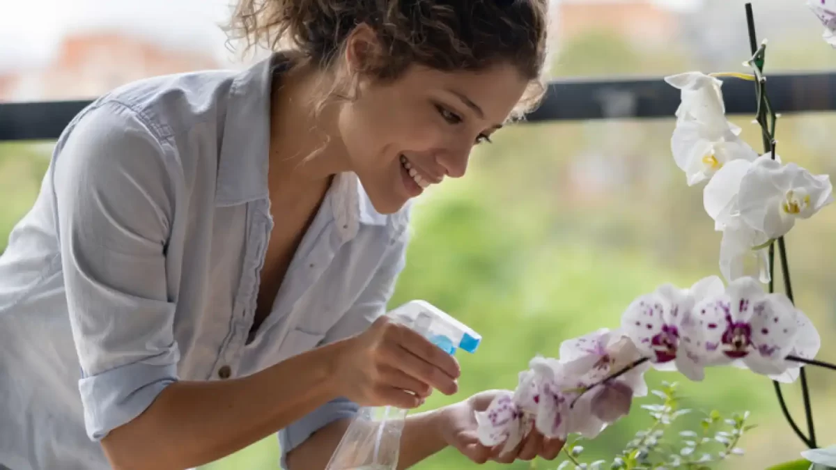Cómo se riega una orquídea Phalaenopsis
