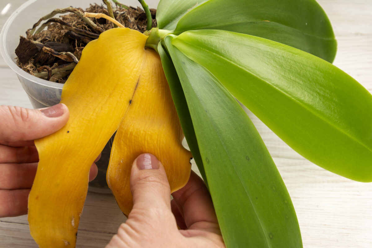 Por qué se ponen amarillas las hojas de las orquídeas