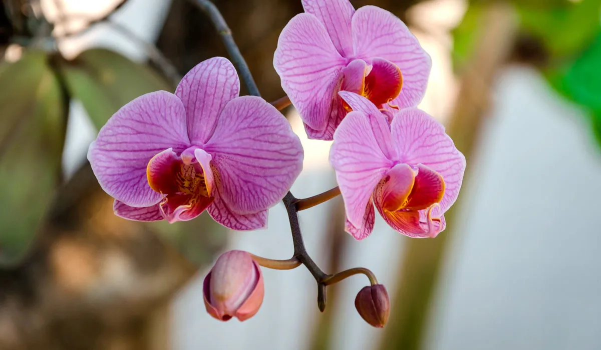 Por qué se muere una orquídea