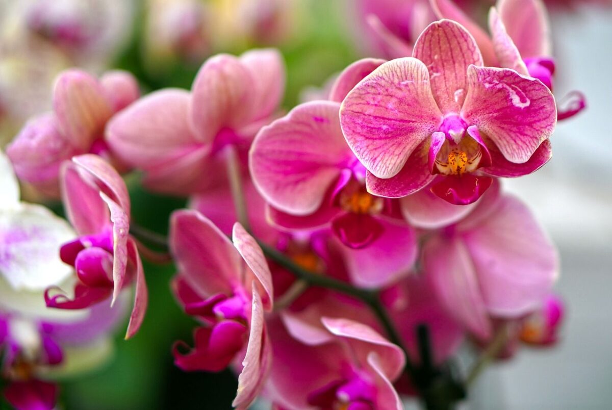 Qué enfermedades tienen las orquídeas?