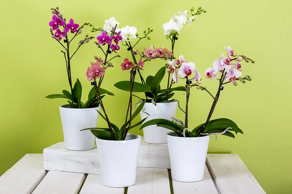 Qué hacer cuando te regalan una orquídea