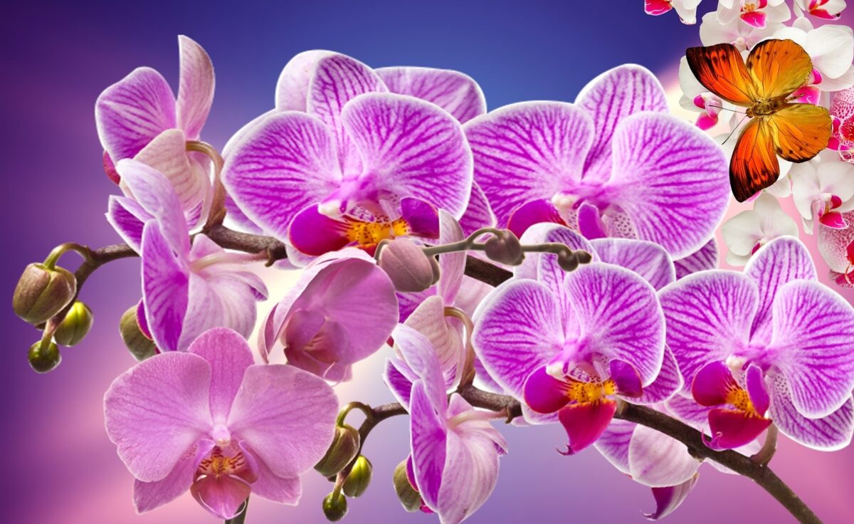 Cómo darle vida a una orquídea
