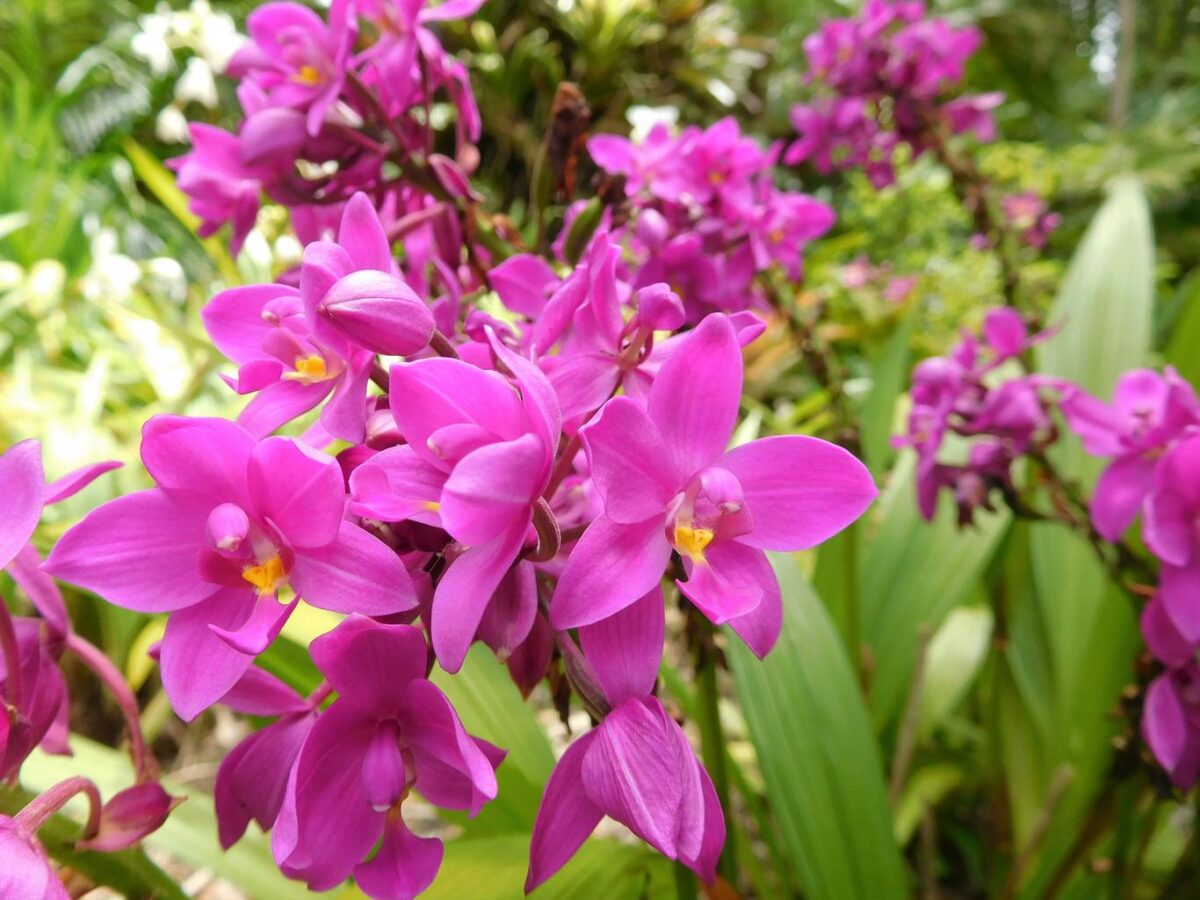 Qué Plagas Tienen las Orquídeas 01