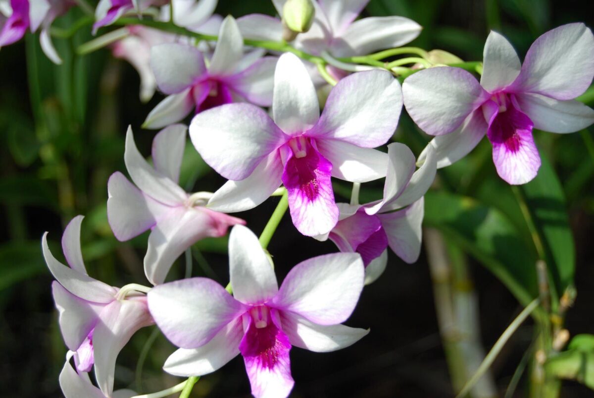 Mitos y verdades sobre el riego de orquídeas