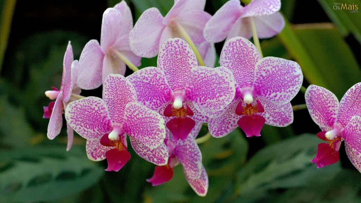 Qué hacer si las raíces de mi orquídea están podridas