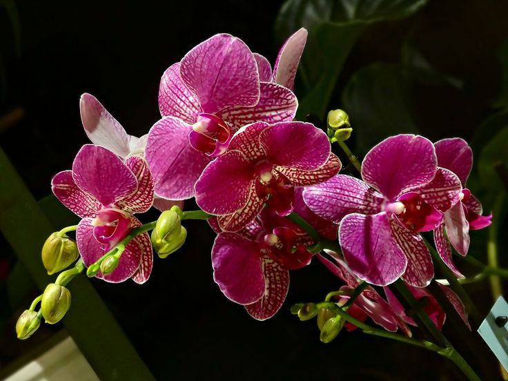Qué pasa cuando se seca la vara de la orquídea