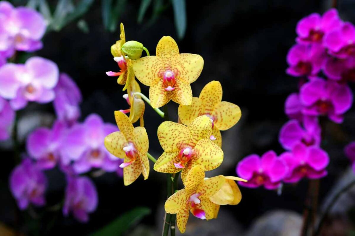 Qué significado tienen las orquídeas según su color
