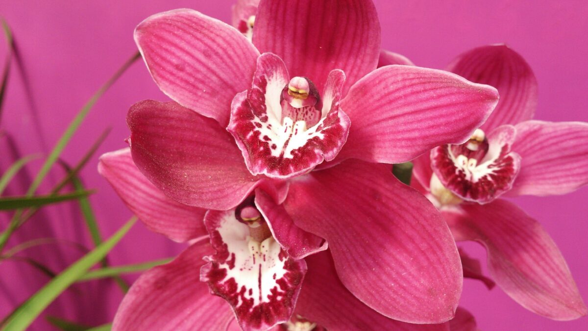 Qué hay que hacer cuando se caen las flores de la orquídea